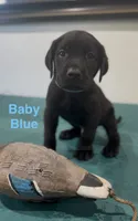 Baby Blue, a male Labrador Retriever for sale in Oroville, CA – 1 of 1