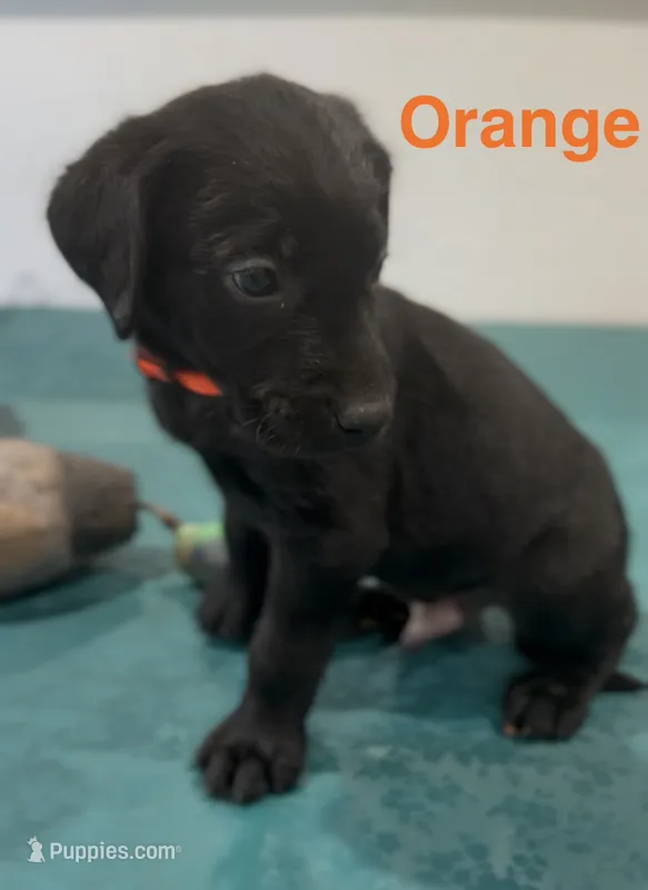 Orange – Labrador Retriever puppy for sale in Oroville, CA