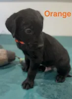 Orange, a male Labrador Retriever for sale in Oroville, CA – 1 of 1