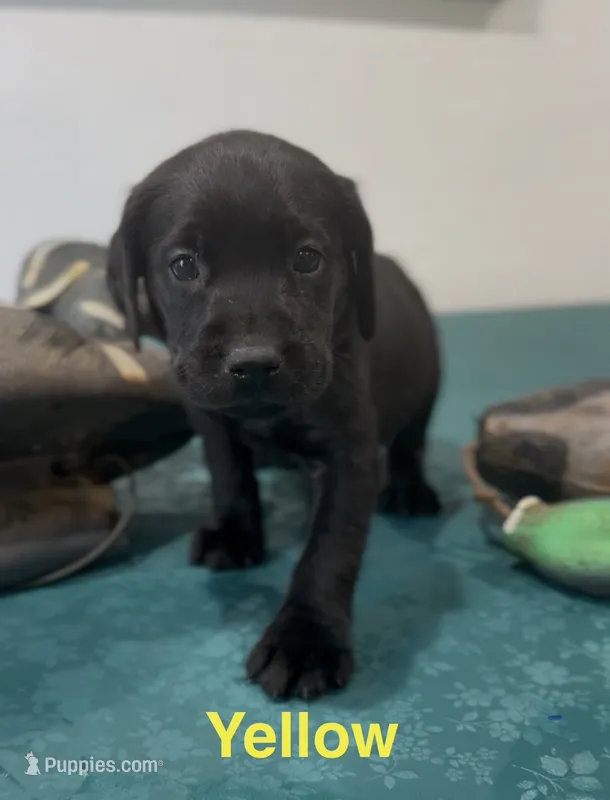 Yellow – Labrador Retriever puppy for sale in Oroville, CA