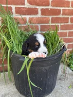 Bella, a female Bernese Mountain Dog for sale in Pana, IL – Photo 9 of 9
