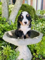 Bella, a female Bernese Mountain Dog for sale in Pana, IL – Photo 4 of 9