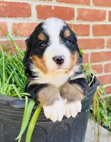 Bella, a female Bernese Mountain Dog for sale in Pana, IL – Photo 6 of 9