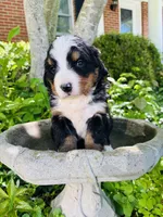 Bella, a female Bernese Mountain Dog for sale in Pana, IL – Photo 7 of 9
