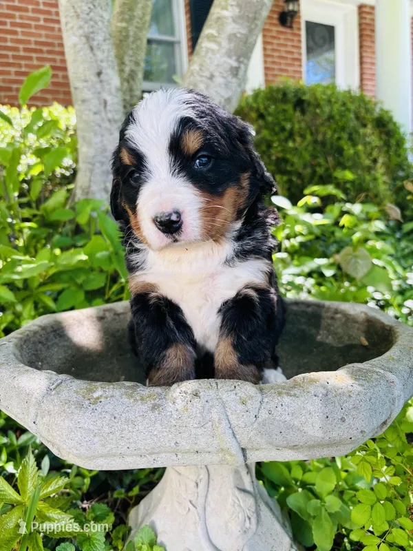 Bella – Bernese Mountain Dog puppy for sale in Pana, IL