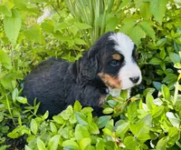 Bella, a female Bernese Mountain Dog for sale in Pana, IL – Photo 2 of 9