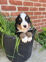 Bella, a female Bernese Mountain Dog for sale in Pana, IL – Photo 5 of 9
