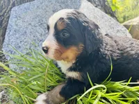 Bella, a female Bernese Mountain Dog for sale in Pana, IL – Photo 3 of 9