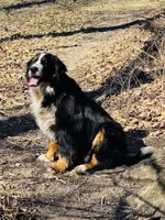 Gretal, a female Bernese Mountain Dog for sale in Pana, IL – Photo 3 of 3