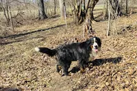 Gretal, a female Bernese Mountain Dog for sale in Pana, IL – Photo 2 of 3