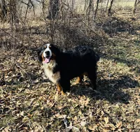 Gretal, a female Bernese Mountain Dog for sale in Pana, IL – Photo 1 of 3