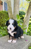 Bernice, a female Bernese Mountain Dog for sale in Pana, IL – Photo 2 of 6