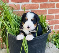 Bernice, a female Bernese Mountain Dog for sale in Pana, IL – Photo 5 of 6