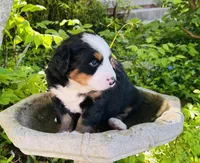 Bernice, a female Bernese Mountain Dog for sale in Pana, IL – Photo 3 of 6