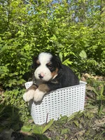 Bernice, a female Bernese Mountain Dog for sale in Pana, IL – Photo 6 of 6