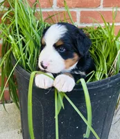 Bernice, a female Bernese Mountain Dog for sale in Pana, IL – Photo 4 of 6