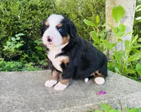 Bernice, a female Bernese Mountain Dog for sale in Pana, IL – Photo 1 of 6