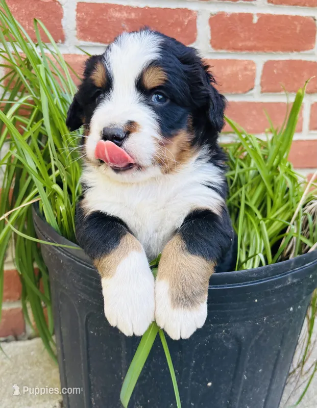 Freckles – Bernese Mountain Dog puppy for sale in Pana, IL