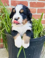 Freckles, a male Bernese Mountain Dog for sale in Pana, IL – Photo 1 of 6