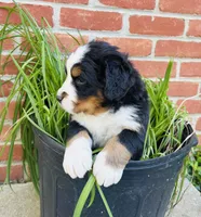 Freckles, a male Bernese Mountain Dog for sale in Pana, IL – Photo 2 of 6