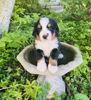 Freckles, a male Bernese Mountain Dog for sale in Pana, IL – Photo 3 of 6