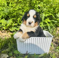 Freckles, a male Bernese Mountain Dog for sale in Pana, IL – Photo 4 of 6