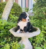 Freckles, a male Bernese Mountain Dog for sale in Pana, IL – Photo 5 of 6