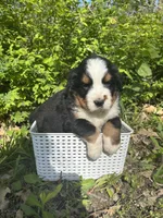 Freckles, a male Bernese Mountain Dog for sale in Pana, IL – Photo 6 of 6