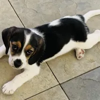 Zoe, a female Beagle for sale in San Diego, CA – Photo 2 of 5