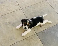 Zoe, a female Beagle for sale in Ocotillo, CA – Photo 5 of 5