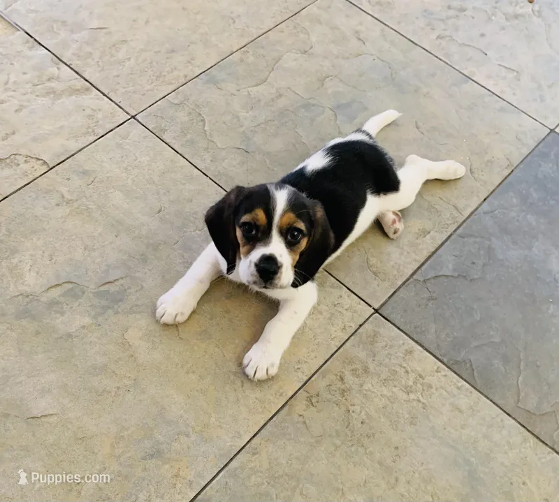 Zoe, a female Beagle for sale in Ocotillo, CA – Photo 1 of 5