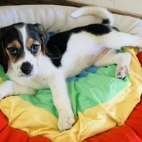 Zoe, a female Beagle for sale in San Diego, CA – Photo 4 of 5