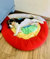 Zoe, a female Beagle for sale in Ocotillo, CA – Photo 3 of 5