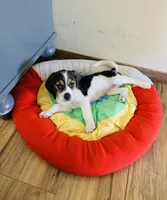 Zoe, a female Beagle for sale in Ocotillo, CA – Photo 2 of 5