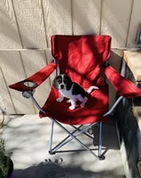 Zoe, a female Beagle for sale in Ocotillo, CA – Photo 4 of 5