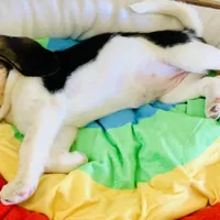 Zoe, a female Beagle for sale in San Diego, CA – Photo 3 of 5