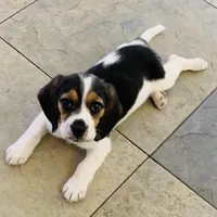 Zoe, a female Beagle for sale in San Diego, CA – Photo 5 of 5