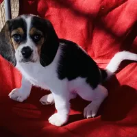 Zoe, a female Beagle for sale in San Diego, CA – Photo 1 of 5