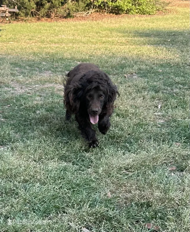 Orange Boy – Boykin Spaniel puppy for sale in Montezuma, GA