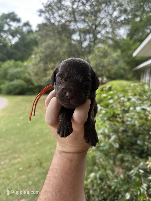 Orange Boy – Boykin Spaniel puppy for sale in Montezuma, GA