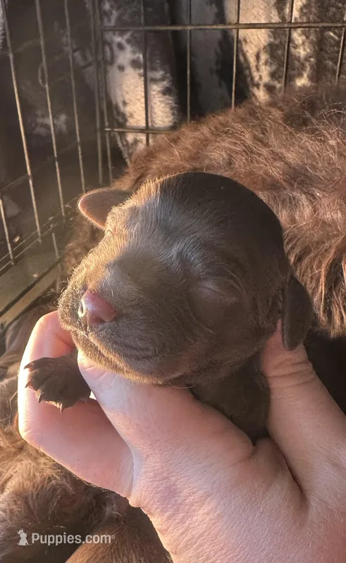 Boy 3 – Boykin Spaniel puppy for sale in Montezuma, GA