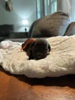 Orange Boy, a male Boykin Spaniel for sale in Montezuma, GA – Photo 2 of 5