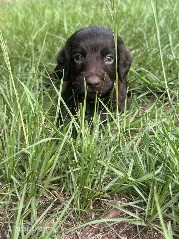 Purple Boy  – Boykin Spaniel puppy for sale in Montezuma, GA
