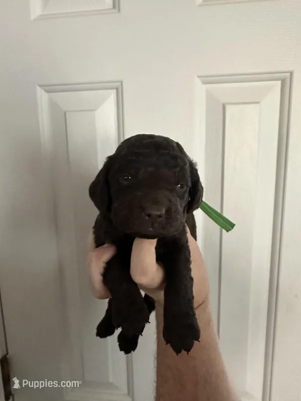 Boy 3. Green , a male Boykin Spaniel for sale in Montezuma, GA – Photo 1 of 8