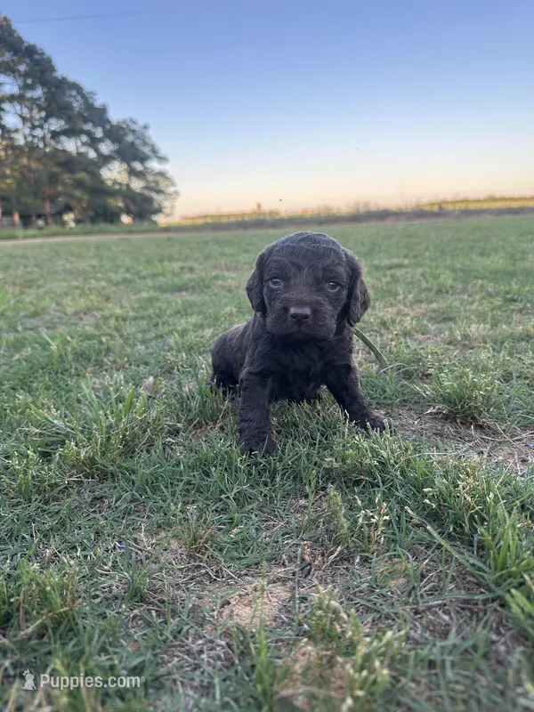 Boy 3. Green  – Boykin Spaniel puppy for sale in Montezuma, GA