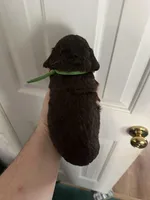 Boy 3. Green , a male Boykin Spaniel for sale in Montezuma, GA – Photo 3 of 8