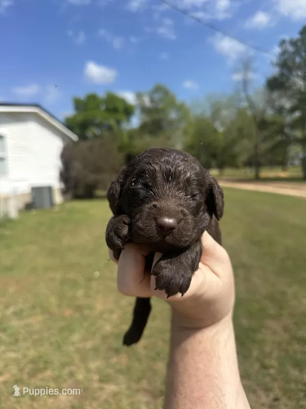 Boy 3  – Boykin Spaniel puppy for sale in Montezuma, GA