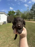 Boy 3 , a male Boykin Spaniel for sale in Montezuma, GA – Photo 1 of 8