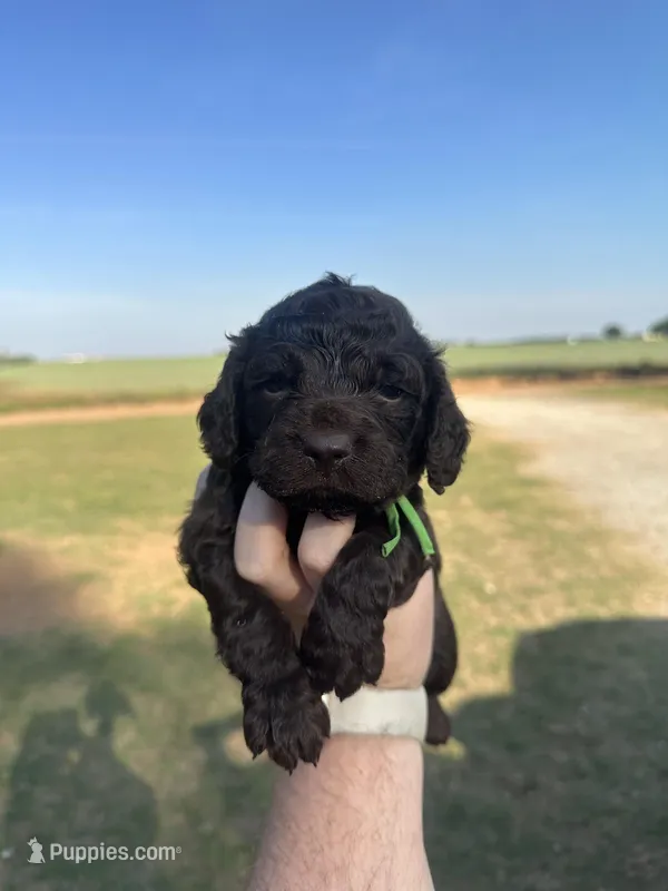 Boy 3. Green  – Boykin Spaniel puppy for sale in Montezuma, GA