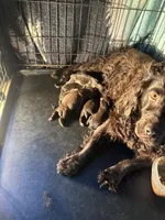 Boy 1, a male Boykin Spaniel for sale in Montezuma, GA – Photo 5 of 5